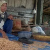 Nelayan di Kabupaten Pangandaran Harga Udang Cenang