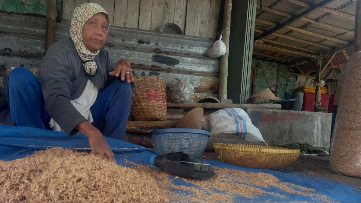 Nelayan di Kabupaten Pangandaran Harga Udang Cenang