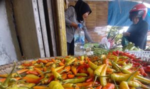 harga cabai rawit di Pangandaran