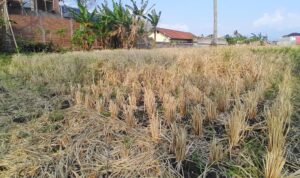 Lahan pertanian di Garut