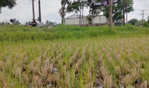 Musim Hujan, Sawah, pertanian