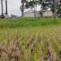 Musim Hujan, Sawah, pertanian