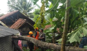 Rumah rusak, pohon tumbang, bencana