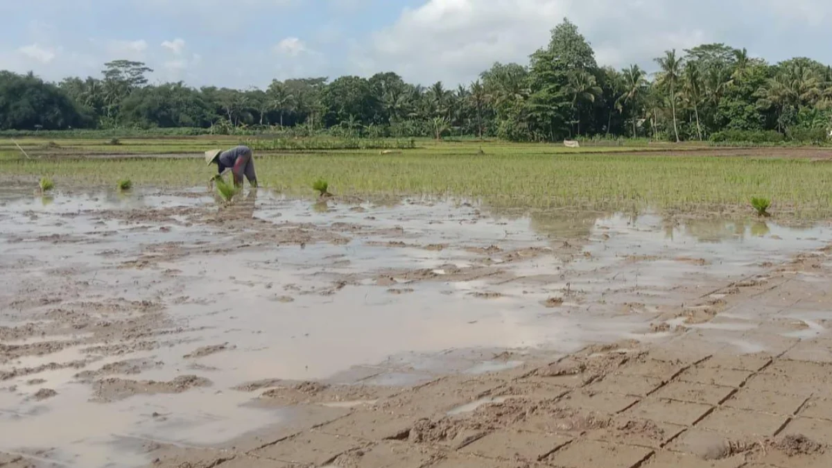 Pesawahan di Kota Banjar