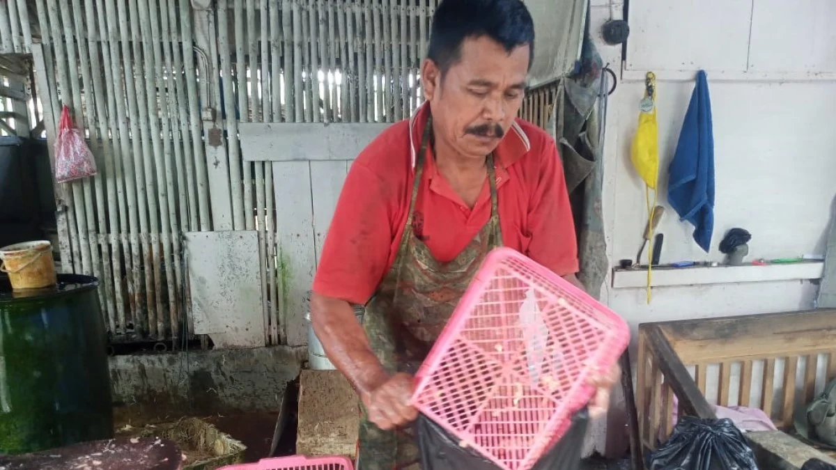 harga daging ayam di kabupaten pangandaran