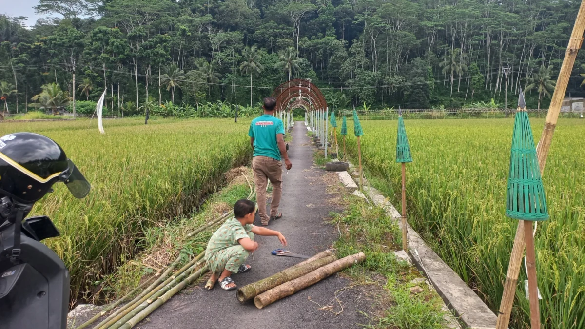 Katasik, pedagang, situ beet