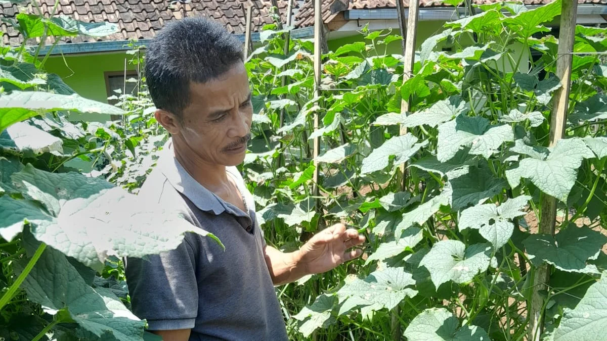 kelangkaan pupuk kimia