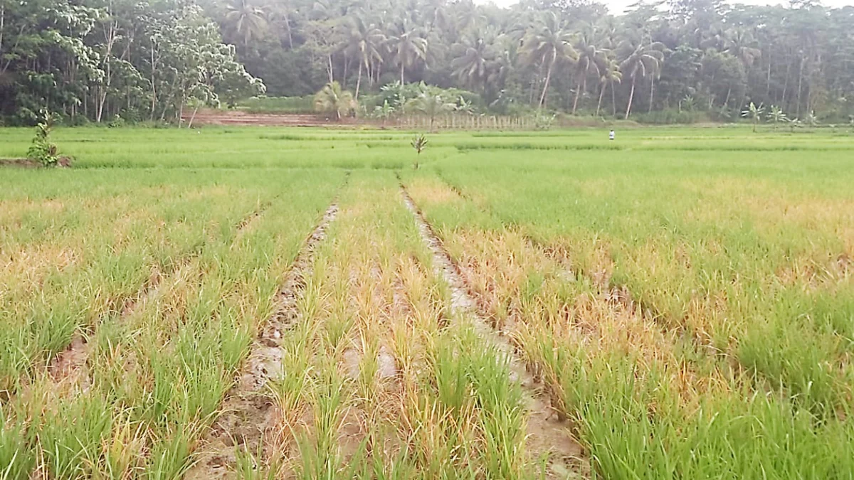 Apes! Diserang Hama Wereng, Petani Kabupaten Pangandaran Gagal Panen ...