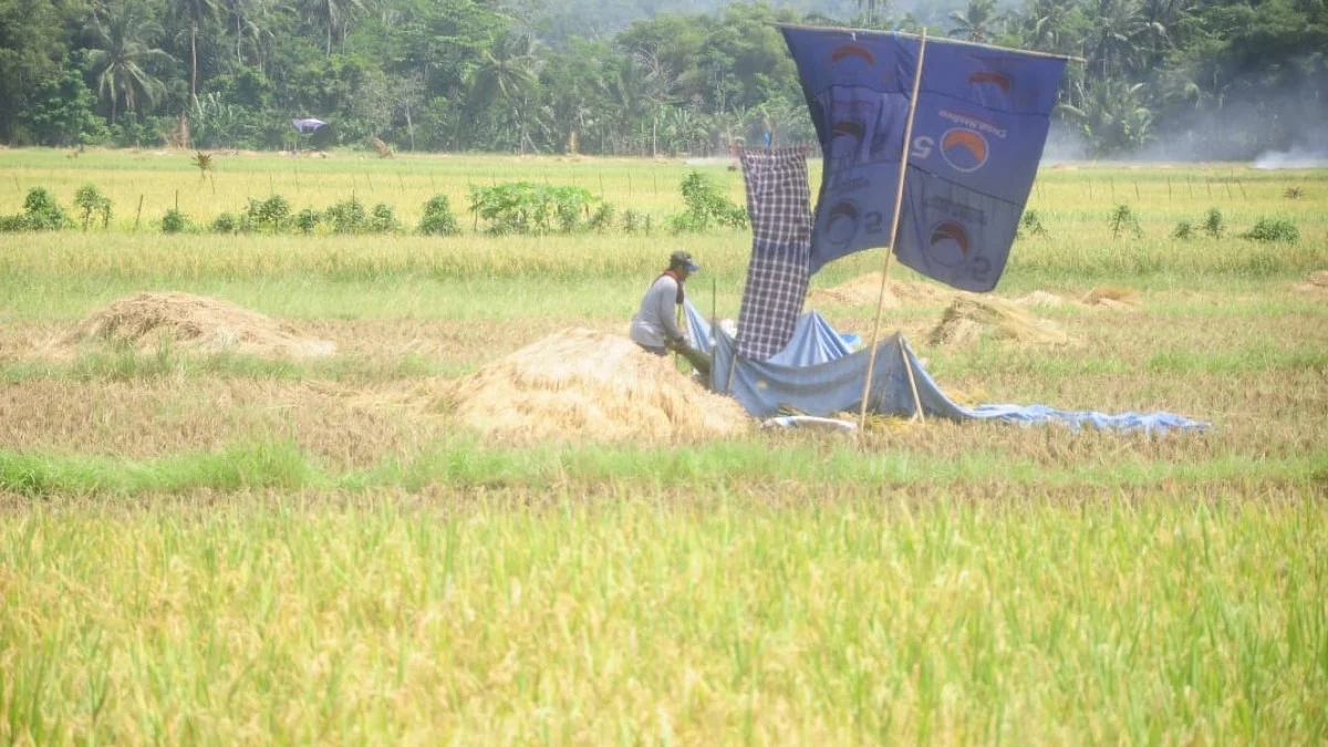 Masa Tanam Padi di Kabupaten Pangandaran