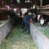 harga sapi kurban di kabupaten tasikmalaya