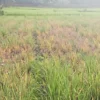 petani di kabupaten pangandaran