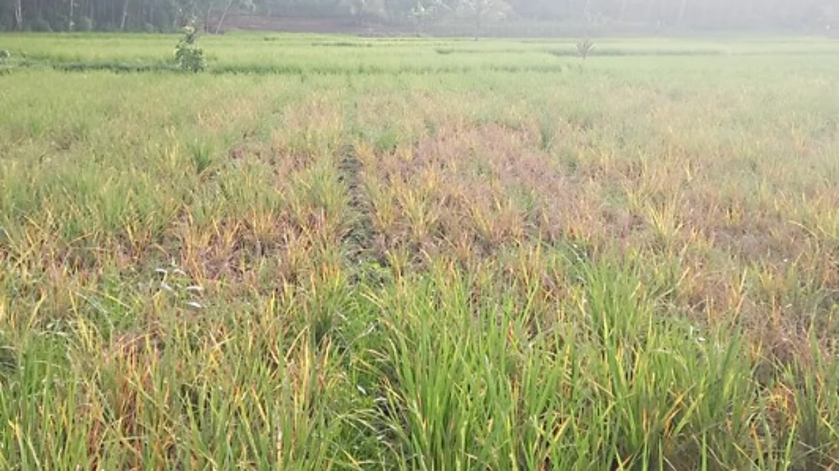 petani di kabupaten pangandaran