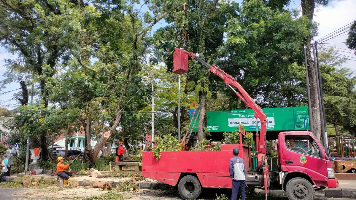 Taman kota, pohon roboh,