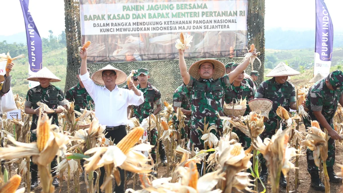 panen singkong dan jagung