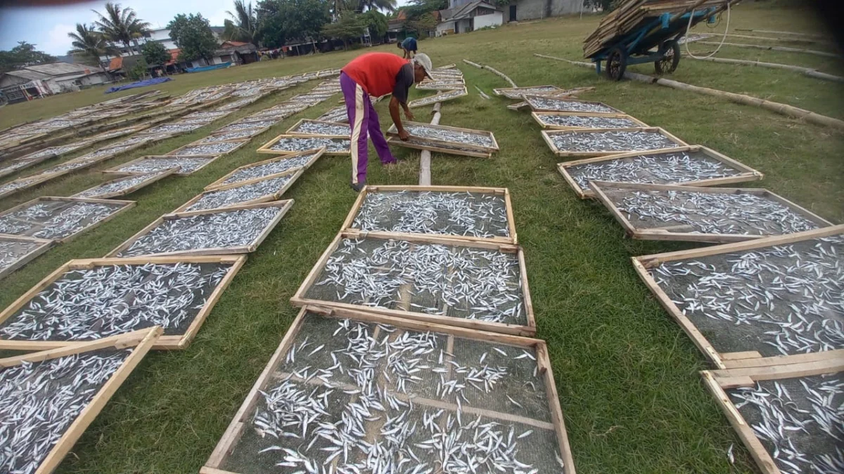 tangkapan ikan layang