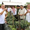 cabai merah, lahan makam