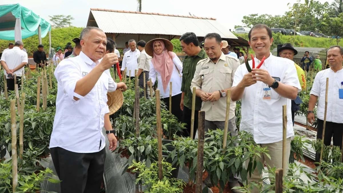 cabai merah, lahan makam