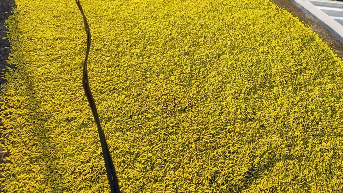 petani di kabupaten pangandaran