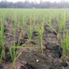 petani di kabupaten pangandaran cemas