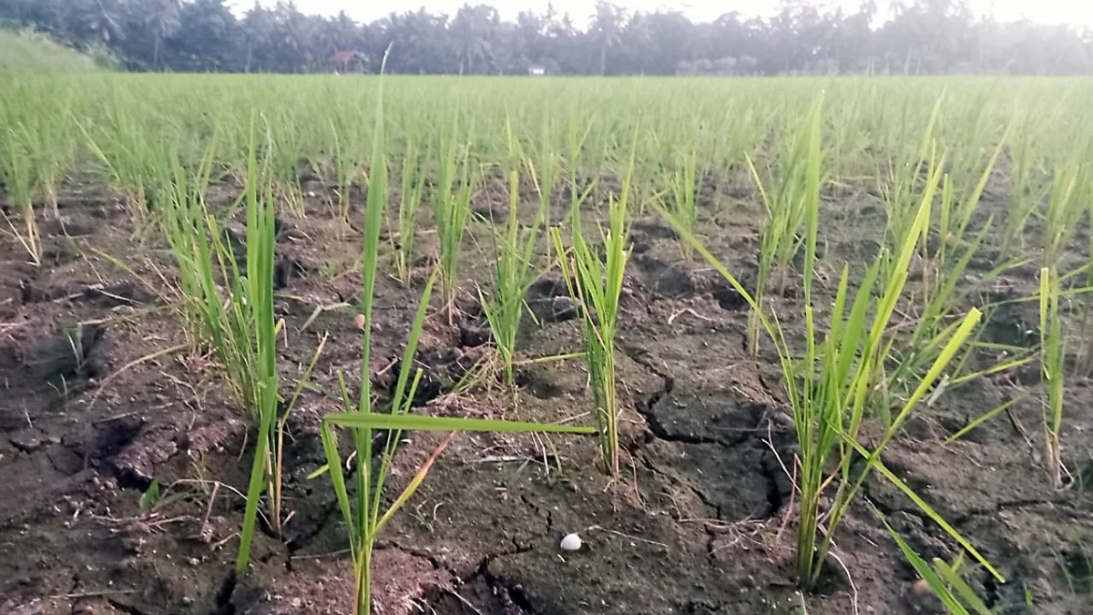 petani di kabupaten pangandaran cemas