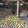 harga kelapa di kabupaten pangandaran