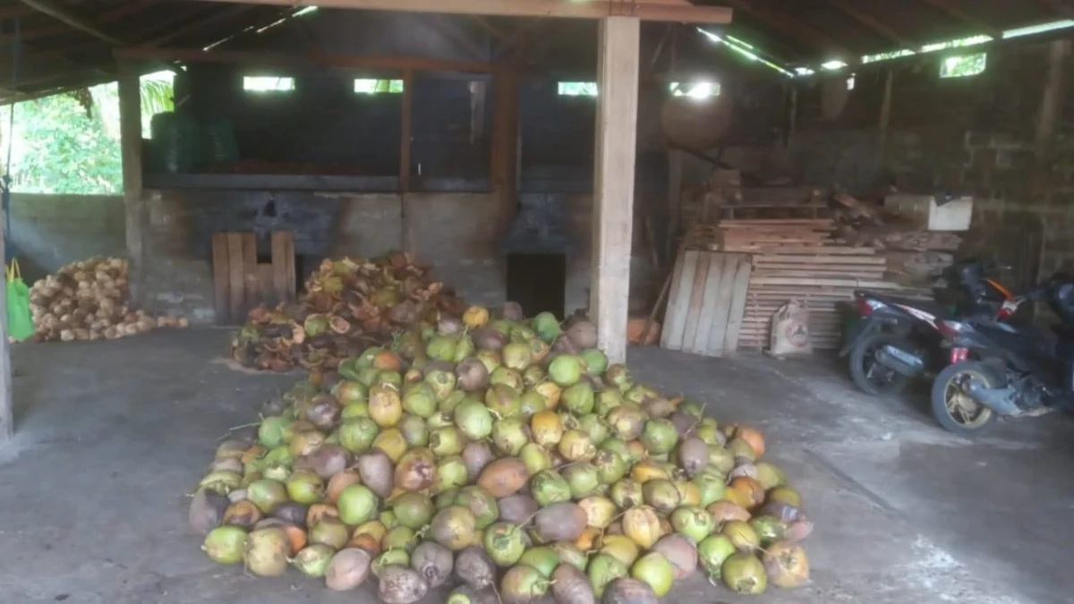 harga kelapa di kabupaten pangandaran