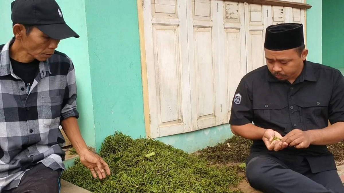 Petani Cengkeh di Kecamatan Karangjaya