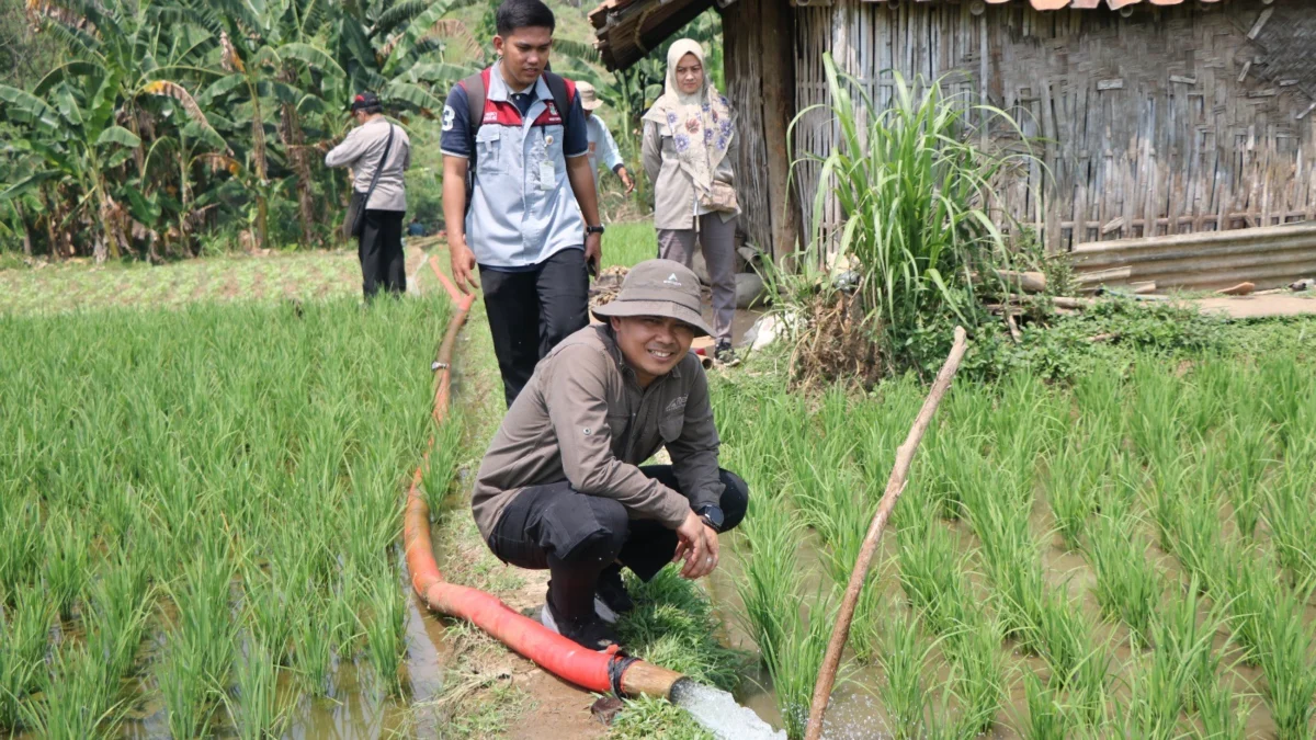 Program Pompanisasi