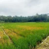 105 Hektare Lahan Sawah di Kabupaten Pangandaran