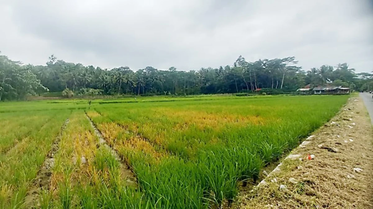 105 Hektare Lahan Sawah di Kabupaten Pangandaran