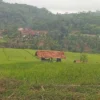 masih sawah