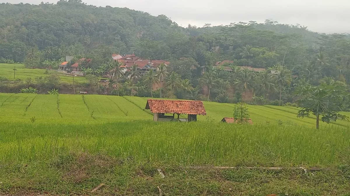 masih sawah