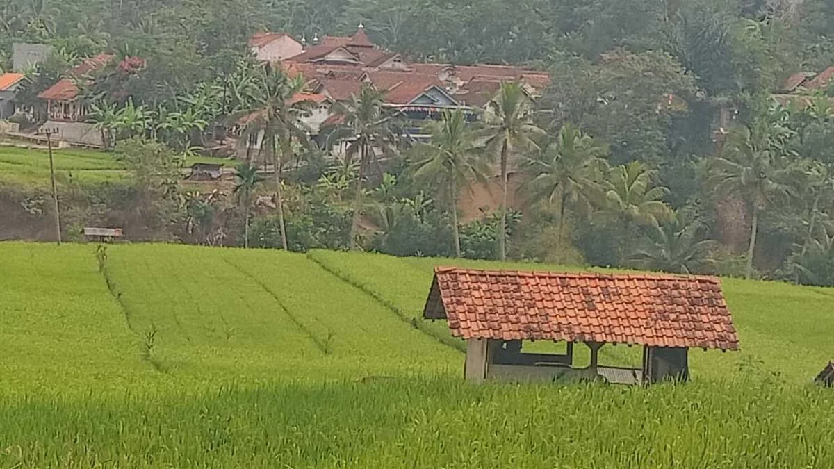 sawah