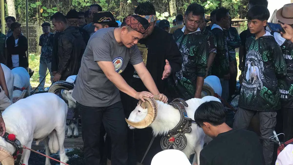 kontes ternak catwalk domba kota tasikmalaya