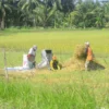 petani di pangandaran