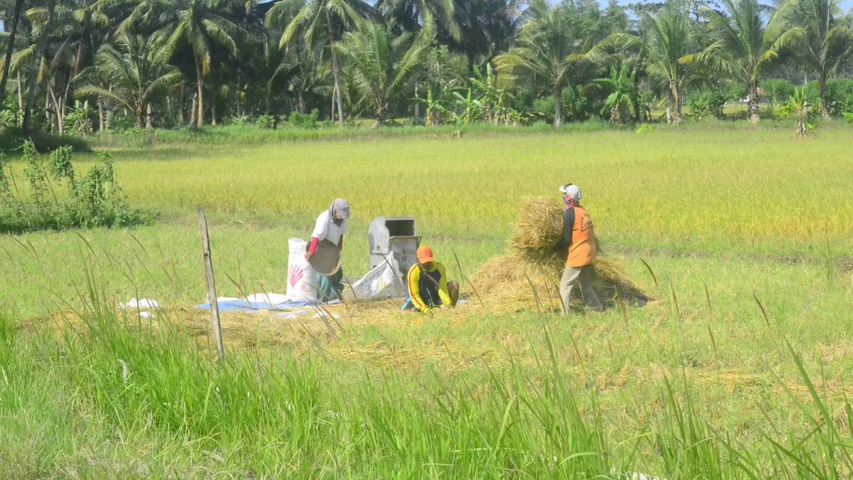 petani di pangandaran