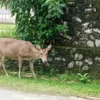 rusa di pantai pangandaran