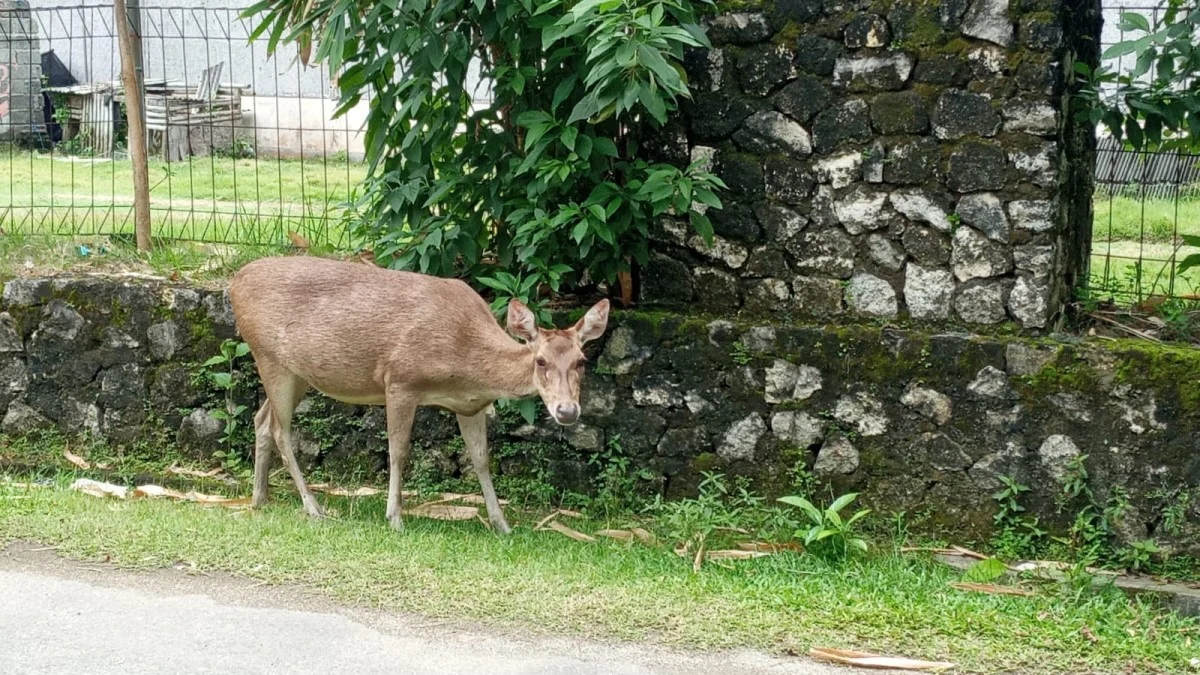 rusa di pantai pangandaran