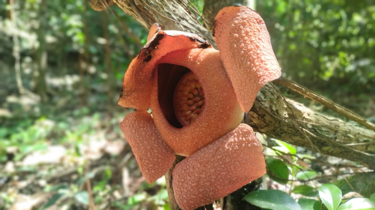 rafflesia