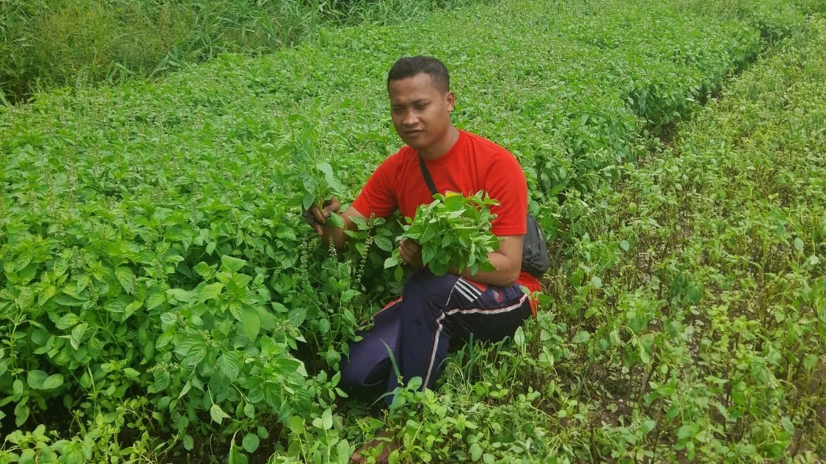 petani muda