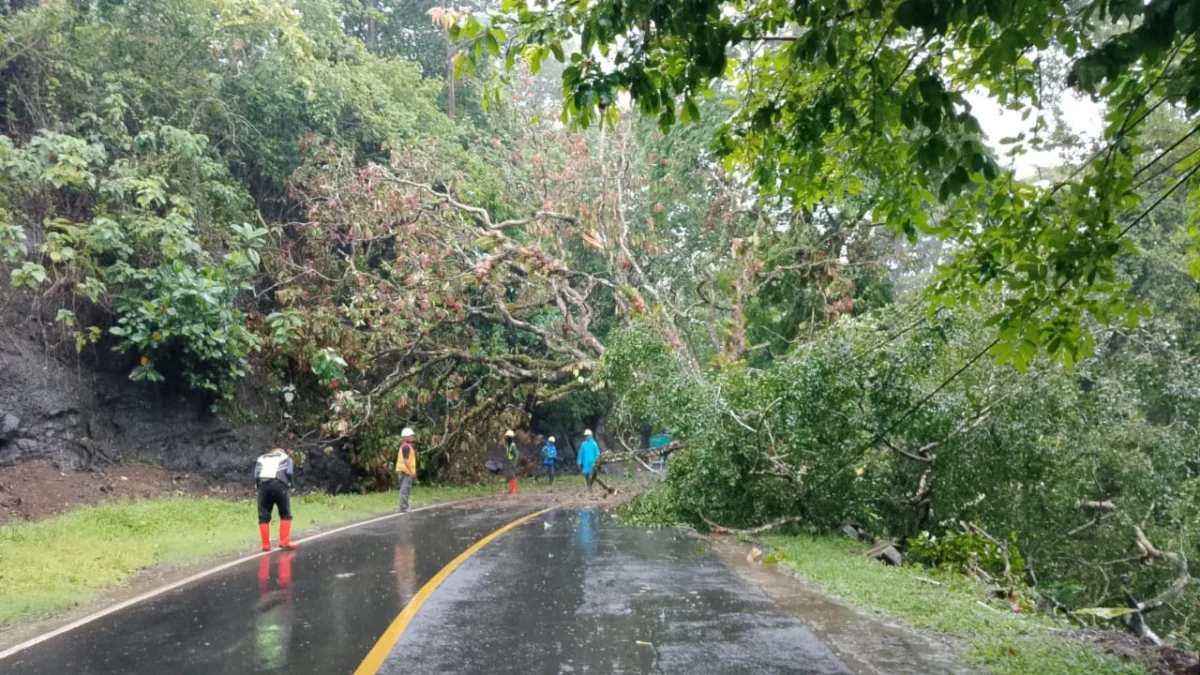 Pohon tumbang