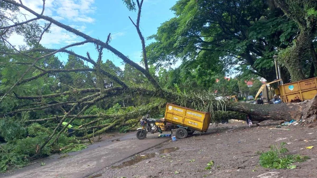 pohon trembesi tumbang