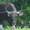 Banteng jawa