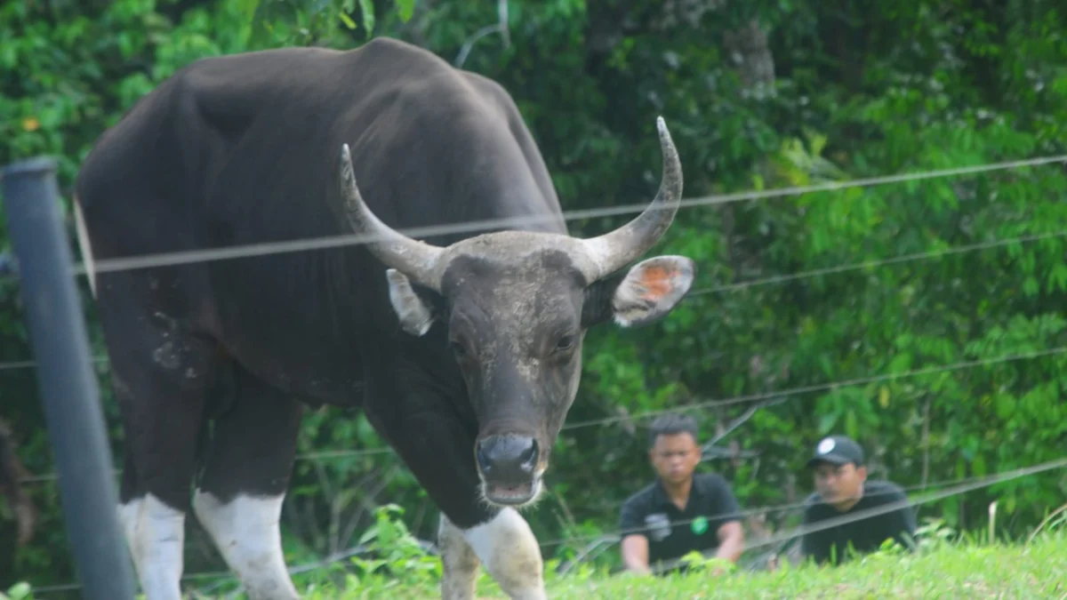 Banteng jawa