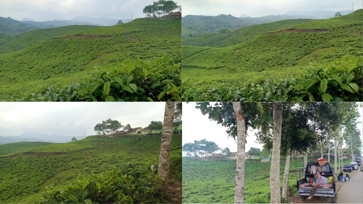 kebun teh taraju