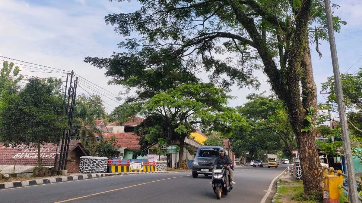 pohon rawan tumbang di ciamis