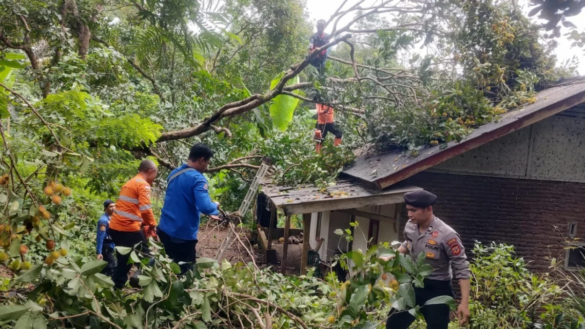 Pohon tumbang