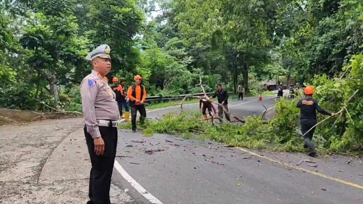 Pohon di jalan nasional