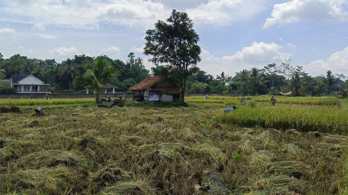 pemuda di Kabupaten Tasikmalaya