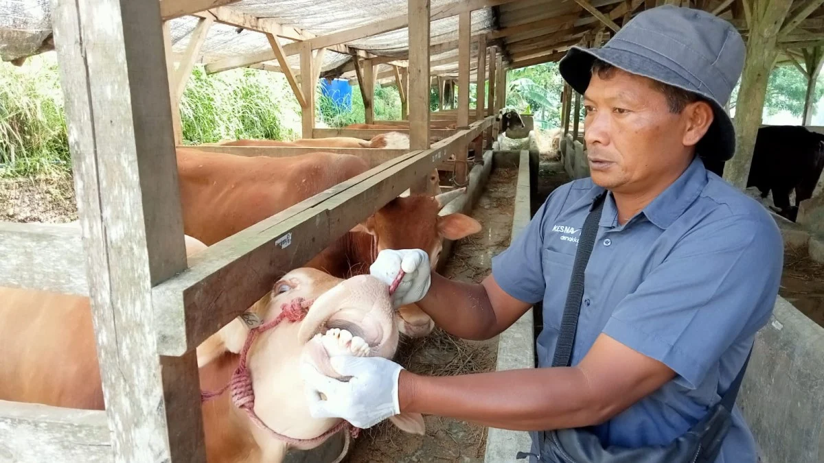 Penyakit Mulut dan Kuku